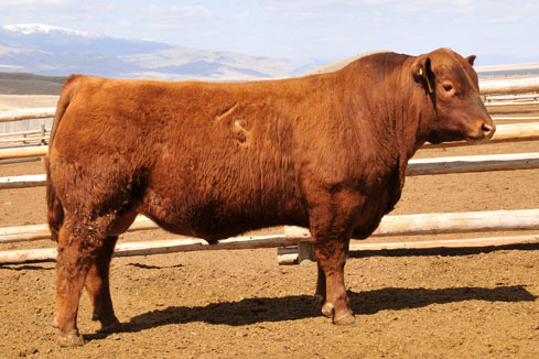 Jacobson Red Angus