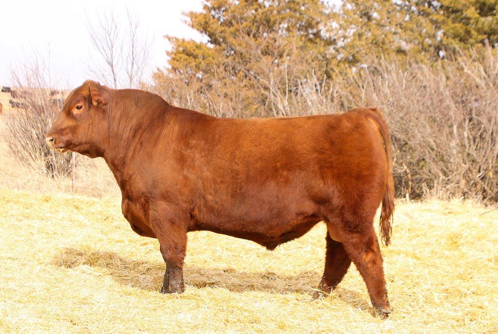 Bulls & Semen Jacobson Red Angus Cattle